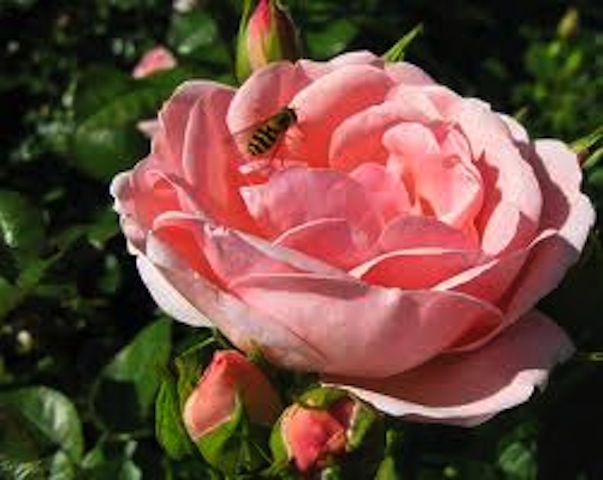 Astrid Lingrin Rose bloom