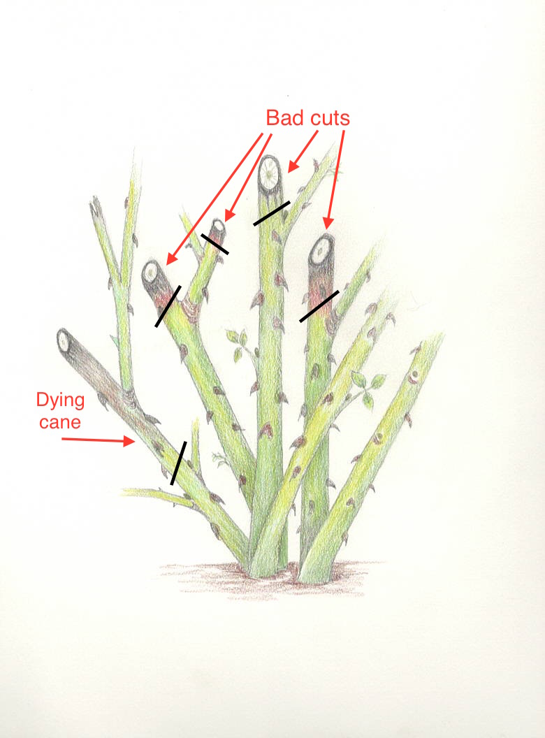 Rose Pruning more bad cuts