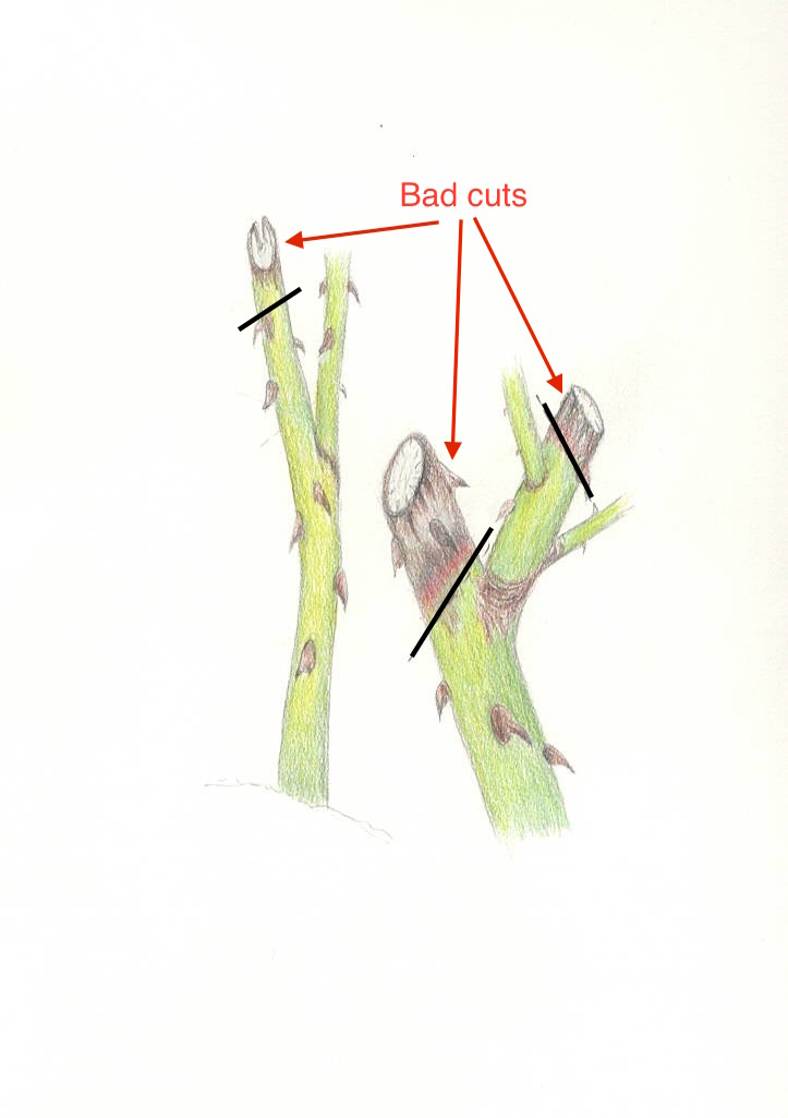 Rose Pruning bad cuts again