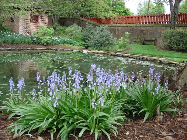bluebells-in-philadelphia
