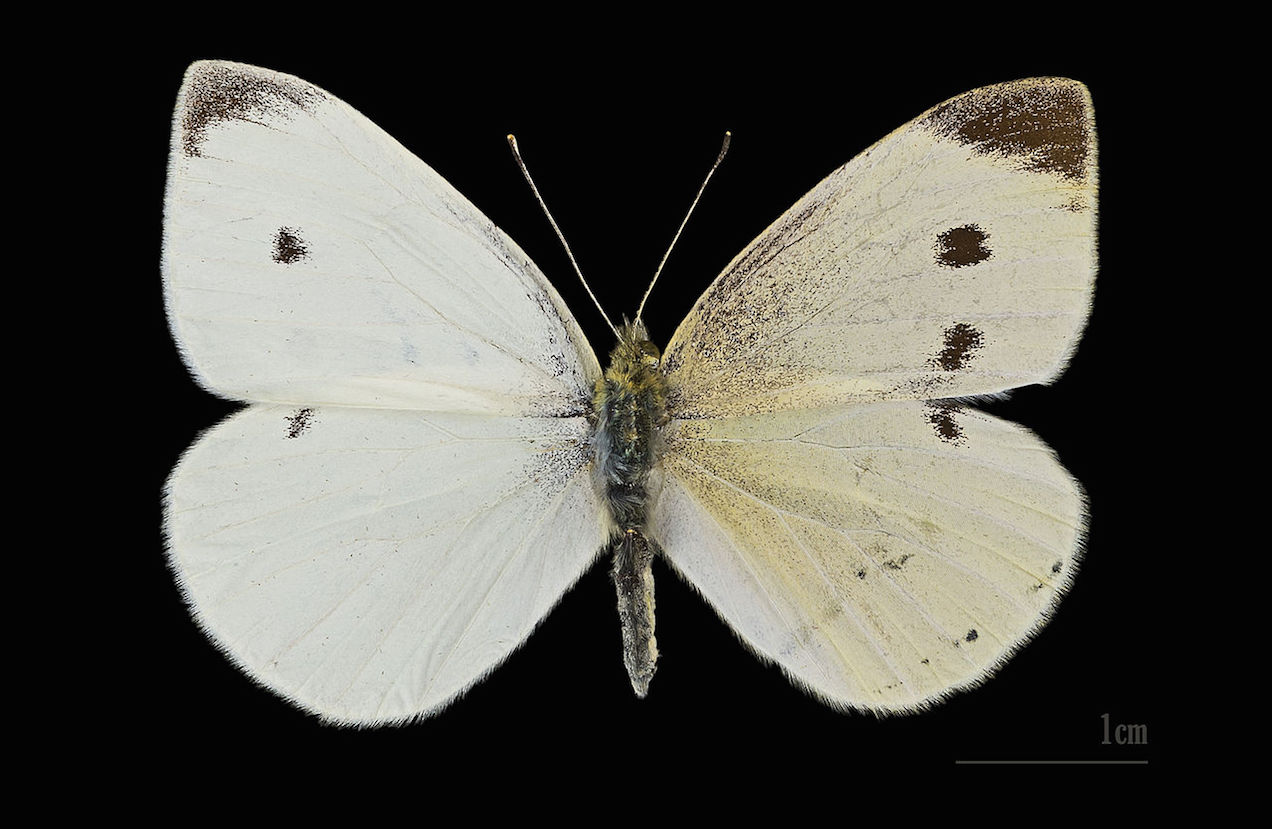 cabbage butterfly