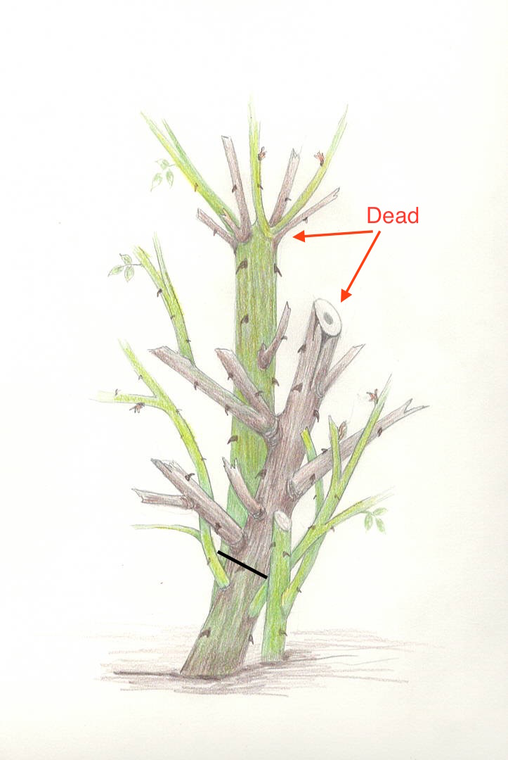 Rose canes - dead