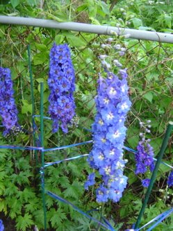 Blue Delphiniums