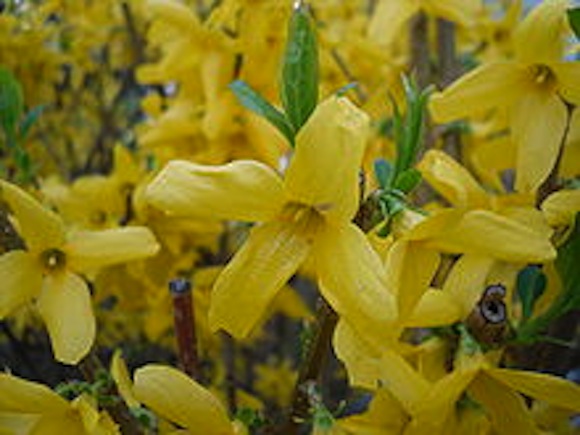 Forsythia blooms
