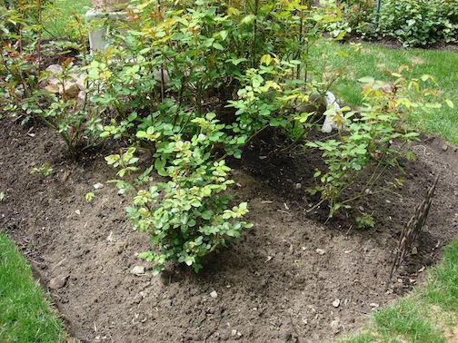 Newly Planted Rose bed