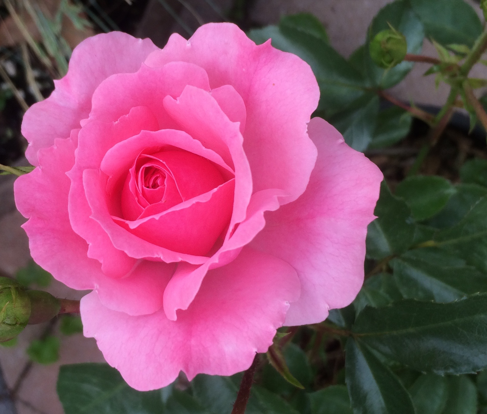 Pink Rose