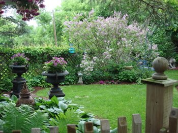 Preston Lilac