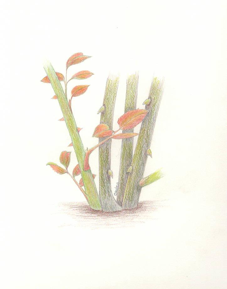 Rose-Basal Breaks