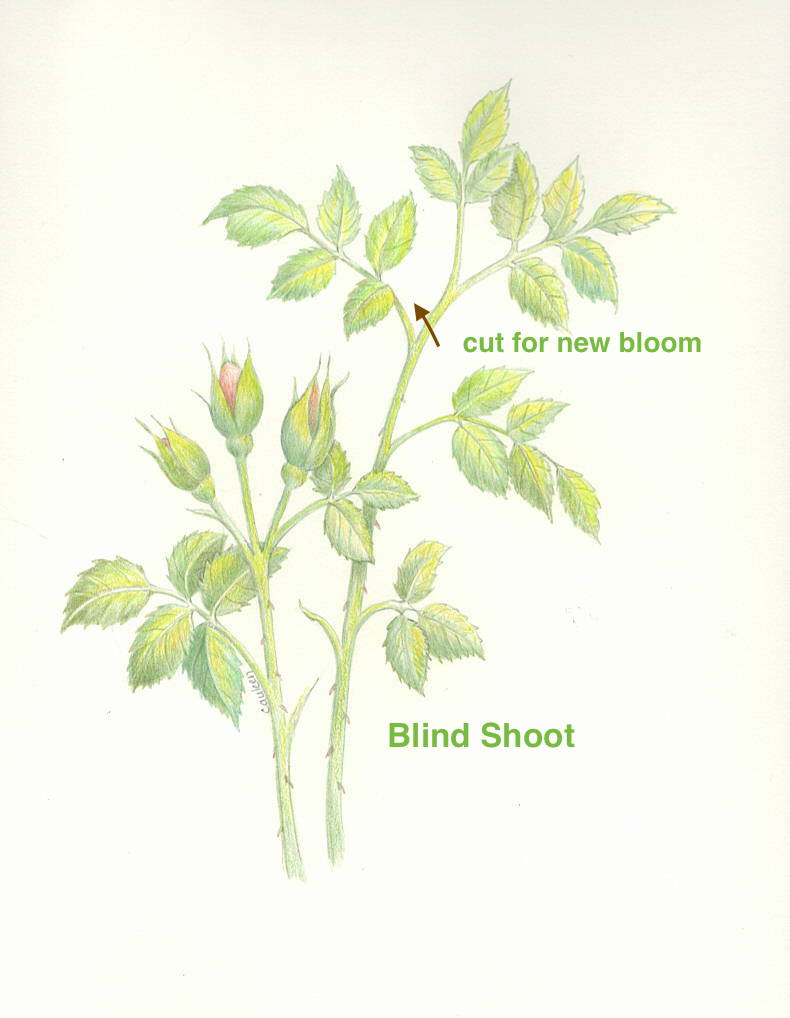 Rose-prune blind shoot