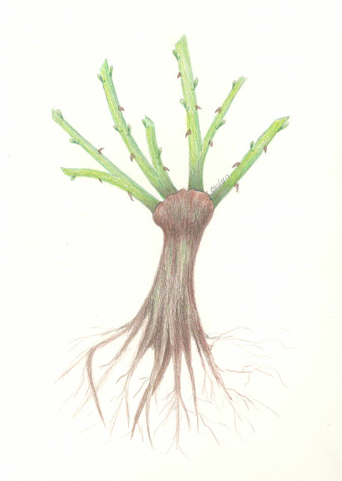 Rose-bud-union