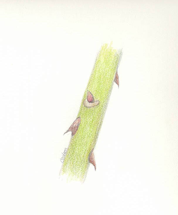 Rose-Bud Eye-emerging