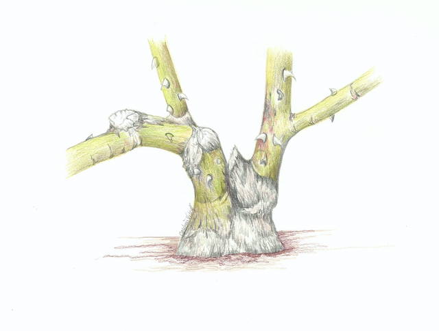 rose-graft-split-SK-NL