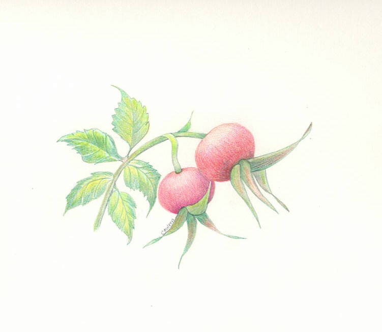 Rose hips