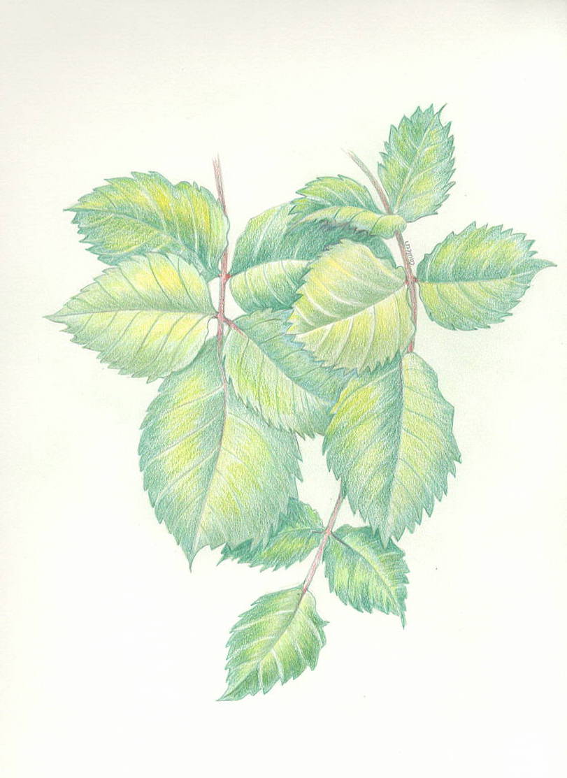 Rose Leaflets-5