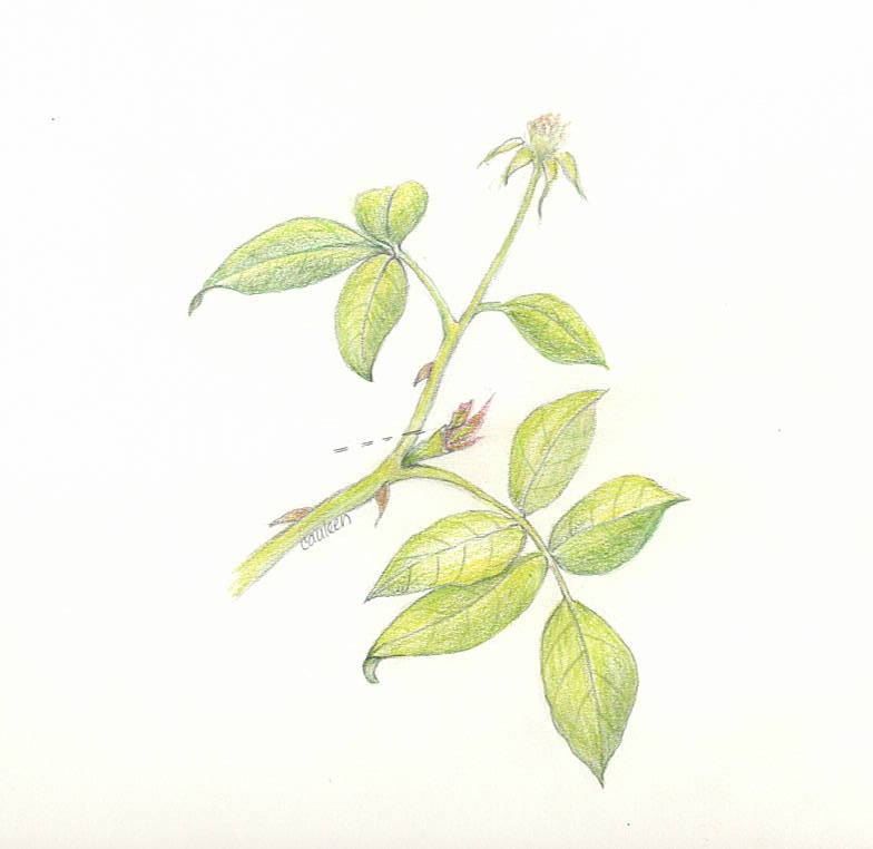 Rose Leaflets