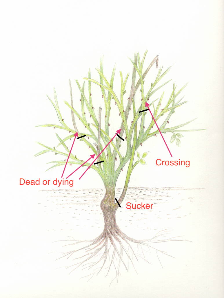 Rose Structure-pruned