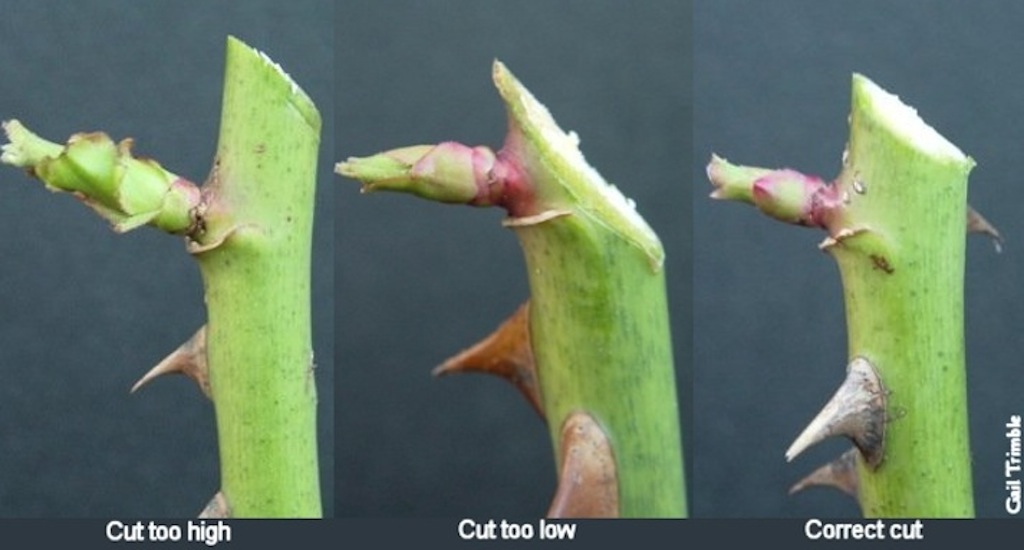 Rose pruning cut guide