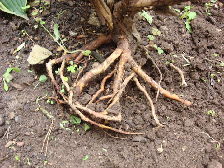 Encircled roots