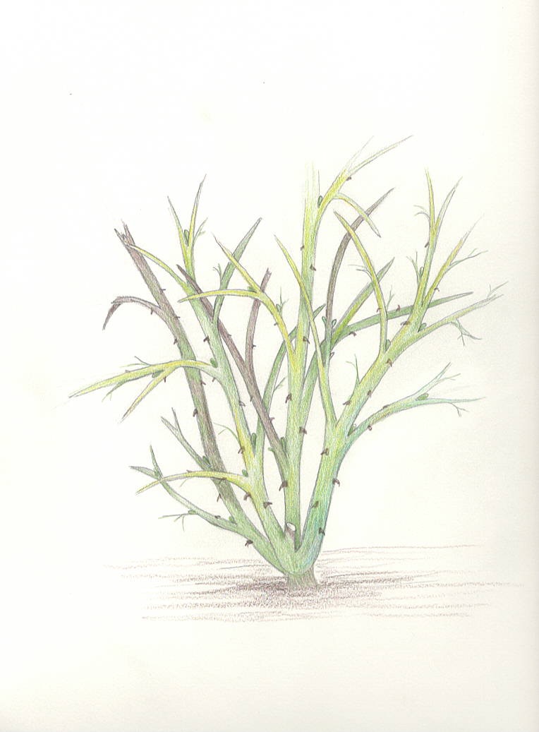 Rose structure