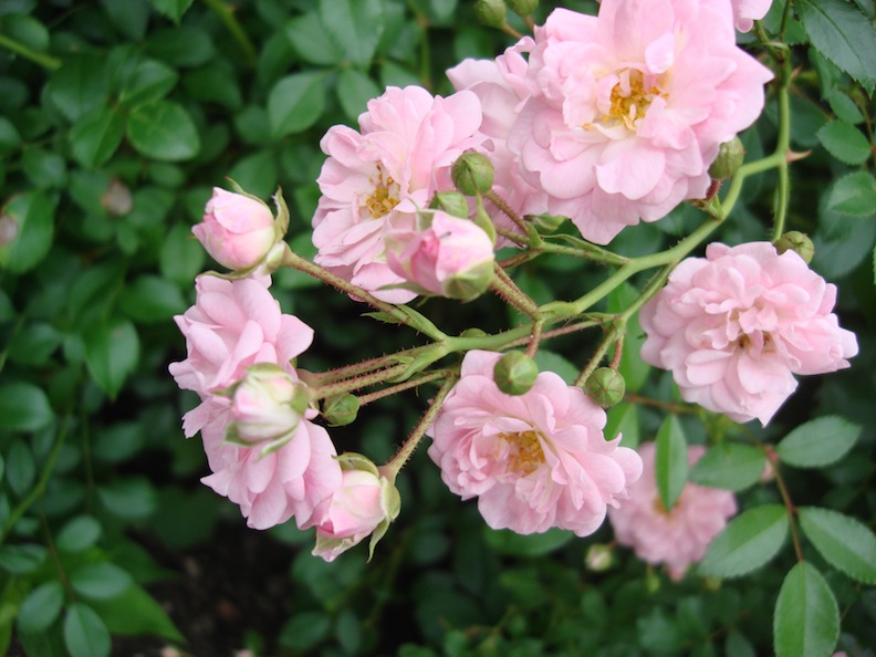 The Fairy Rose blooms