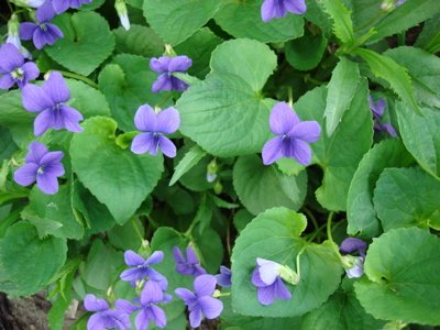 Wood Violets
